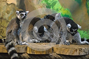 A huddle of ring tailed lemurs