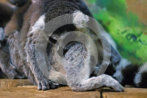 A huddle of ring tailed lemurs