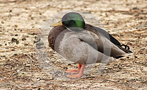 The Huddled-Up of a Male Mallard Duck