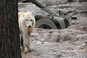 Hudson Bay wolf