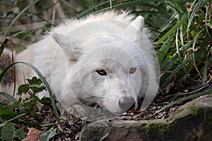 Hudson Bay wolf (Canis lupus hudsonicus)