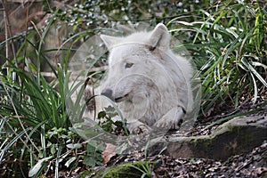 Hudson Bay wolf (Canis lupus hudsonicus)