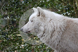 Hudson Bay wolf (Canis lupus hudsonicus)