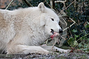 Hudson Bay Wolf Canis lupus hudsonicus eating a rat