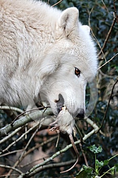 Hudson Bay Wolf Canis lupus hudsonicus eating a rat