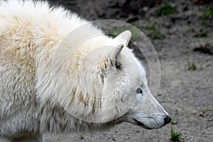 Hudson Bay wolf Canis lupus hudsonicus photo