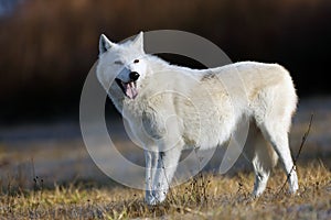 Hudson Bay wolf Canis lupus hudsonicus subspecies of the wolf Canis lupus also known as the grey/gray wolf or arctic wolf