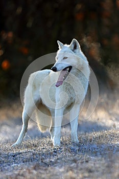 The Hudson Bay wolf ,Canis lupus hudsonicus, subspecies of the wolf Canis lupus also known as the grey/gray wolf or arctic wolf photo