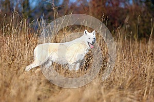 Hudson Bay wolf Canis lupus hudsonicus subspecies of the wolf Canis lupus also known as the grey/gray wolf or arctic wolf photo