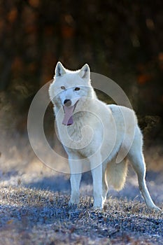 Hudson Bay wolf Canis lupus hudsonicus subspecies of the wolf Canis lupus also known as the grey/gray wolf or arctic wolf