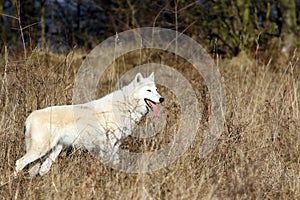 Hudson Bay wolf Canis lupus hudsonicus subspecies of the wolf Canis lupus also known as the grey/gray wolf or arctic wolf