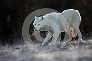 The Hudson Bay wolf Canis lupus hudsonicus subspecies of the wolf Canis lupus also known as the grey/gray wolf or arctic wolf