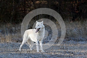 The Hudson Bay wolf ,Canis lupus hudsonicus, subspecies of the wolf Canis lupus also known as the grey/gray wolf or arctic wolf