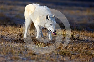 The Hudson Bay wolf Canis lupus hudsonicus subspecies of the wolf Canis lupus also known as the grey/gray wolf or arctic wolf