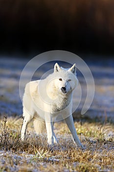 The Hudson Bay wolf Canis lupus hudsonicus subspecies of the wolf Canis lupus also known as the grey/gray wolf or arctic wolf