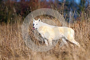 The Hudson Bay wolf Canis lupus hudsonicus subspecies of the wolf Canis lupus also known as the grey/gray wolf or arctic wolf