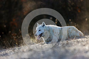 The Hudson Bay wolf Canis lupus hudsonicus subspecies of the wolf Canis lupus also known as the grey/gray wolf. Young female