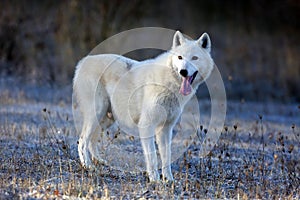 The Hudson Bay wolf Canis lupus hudsonicus subspecies of the wolf Canis lupus also known as the grey/gray wolf. Young female