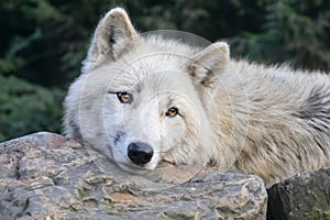 Hudson Bay Wolf with green background