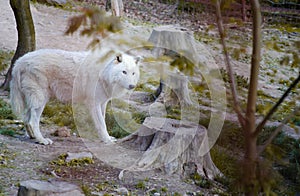 The Hudson`s Wolf photo