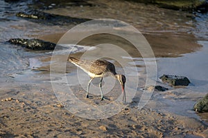 Hudsonian Curlew - Fernando de Noronha, Pernambuco, Brazil