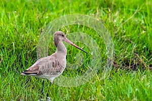 Hudsonian Godwit in field