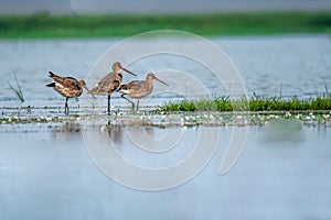 Hudsonian Godwit in the lake