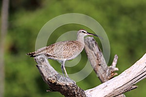 Hudsonian Whimbrel (Numenius hudsonicus) isolated, perched on a dry tree