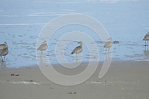 Hudsonian whimbrels in surf on Oregon beach