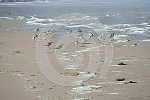 Hudsonian whimbrels in surf on Oregon beach