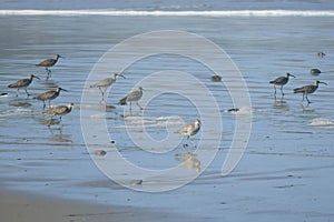 Hudsonian whimbrels in surf on Oregon beach