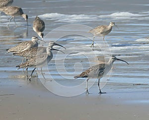 Hudsonian whimbrels in surf on Oregon beach