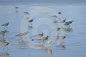 Hudsonian whimbrels in surf on Oregon beach