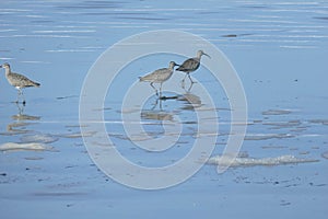 Hudsonian whimbrels in surf on Oregon beach