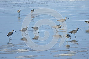 Hudsonian whimbrels in surf on Oregon beach