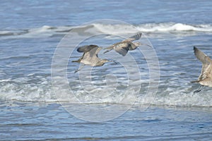 Hudsonian whimbrels in surf on Oregon beach