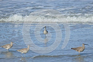 Hudsonian whimbrels in surf on Oregon beach