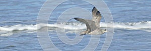 Hudsonian whimbrels in surf on Oregon beach