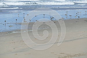 Hudsonian whimbrels in surf on Oregon beach