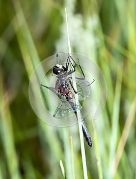 Hudsonian Whiteface Dragonfly Leucorrhinia hudsonica Perched on Dense Vegetation in the Mountains of Northern Colorado