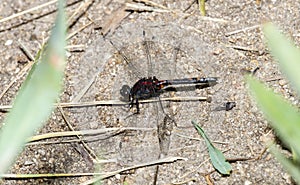 Hudsonian Whiteface Dragonfly Leucorrhinia hudsonica Perched on Dense Vegetation in the Mountains of Northern Colorado