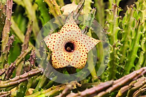 Huernia Hislopii cactus flower