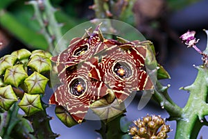 Huernia Zebrina cactus flower