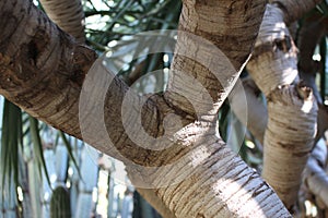 Huerto del Cura, Elche, botanical garden