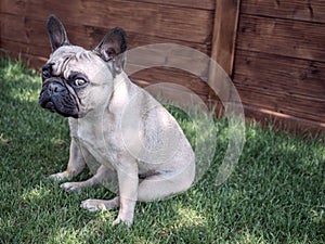 Huffy french bulldog sitting on the grass in the garden and looking at camera