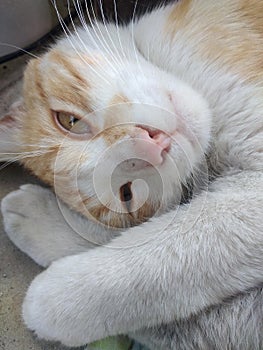 The hug of the strange cat