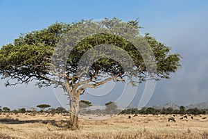 Huge acacia tree, typial African tree with herd of grazing animals, Tanzania, Africa