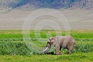 Huge African elephant bull