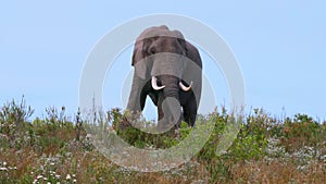 Huge African elephant bull stands on a hill top
