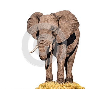 Huge african elephant isolated on white background